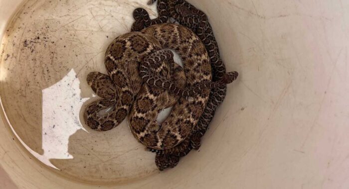Western Diamondback Mom and Babies