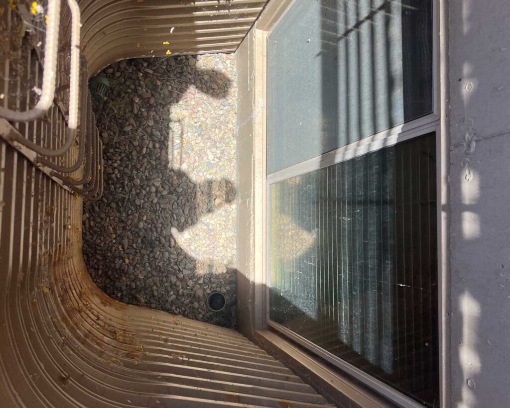 Black-tailed Rattlesnake Trapped Below a Basement Window