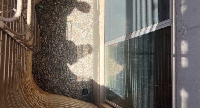 Black-tailed Rattlesnake Trapped Below a Basement Window