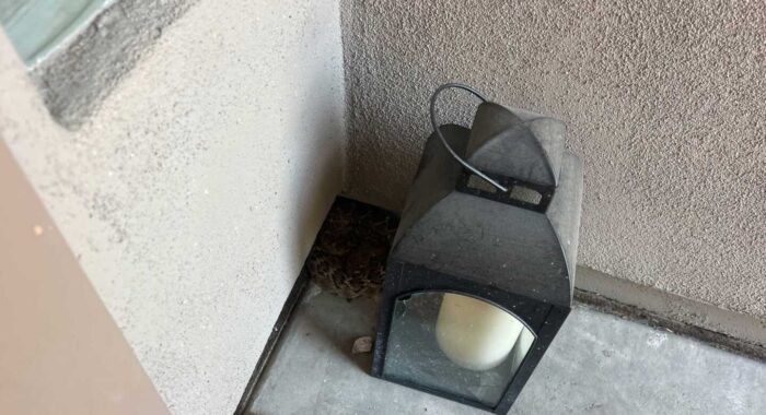 Western Diamondback Rattlesnake Keeps Returning to a Mesa Front Door
