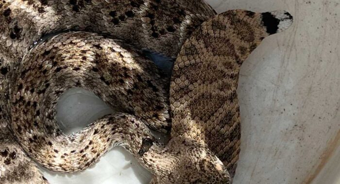 A Rattlesnake Without a Rattle in a North Phoenix Garage