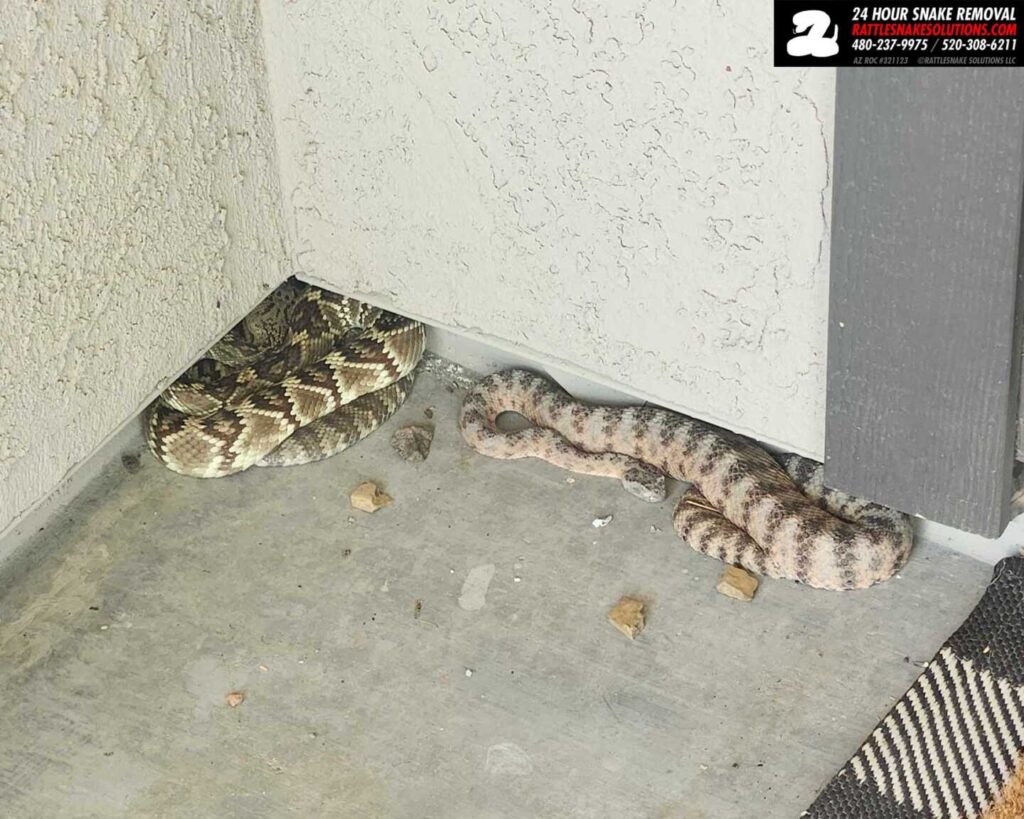 Two Different Rattlesnake Species at One House