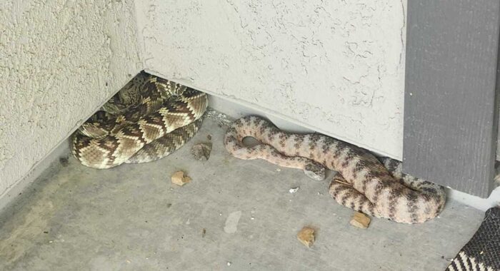 Two Different Rattlesnake Species at One House