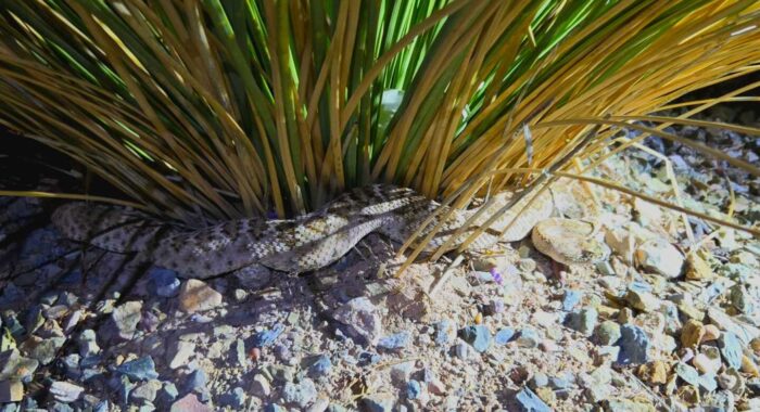Western Diamondback at a Busy Warehouse Entrance