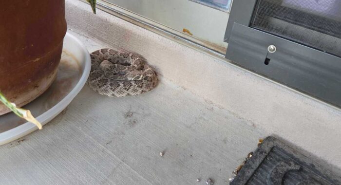A Western Diamondback Sleeping on the Patio