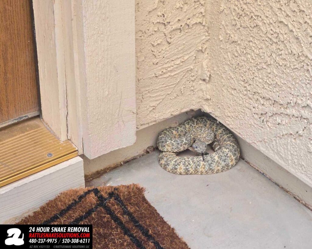 Why Does This “Diamondback” Look So Crazy?