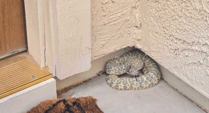 Why Does This “Diamondback” Look So Crazy?