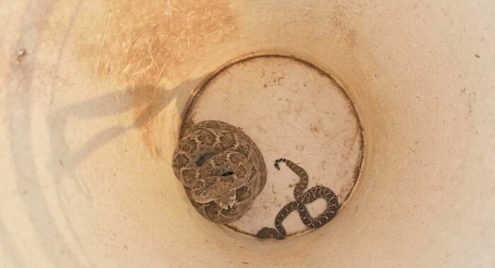 A Scottsdale call for one rattlesnake turned into two when Apryl found a tiny neonate hiding along the front of the house.