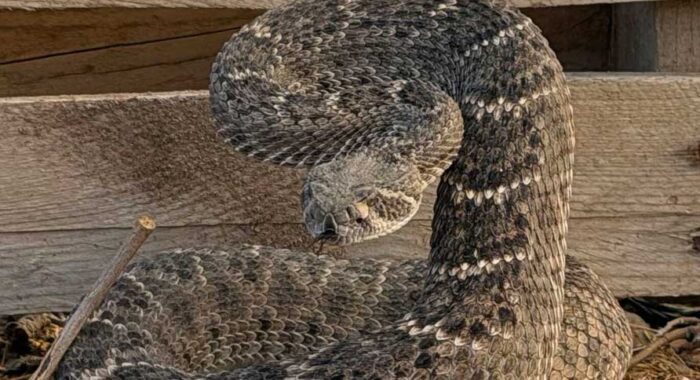 Big Rattlesnake In The Yard Removed