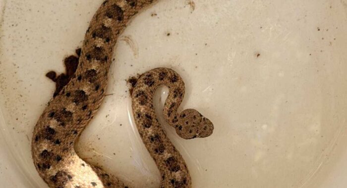 Two Rattlesnake Species, Same Ambush Spot