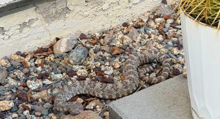 A Southwestern Speckled Rattlesnake in North Phoenix