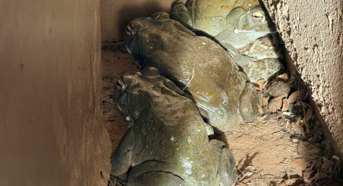 The Toads Were Clearly in on It – Mojave Rattlesnake and Toad Buddies