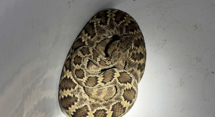 A Close Call in an East Mesa Garden with a Mojave Rattlesnake