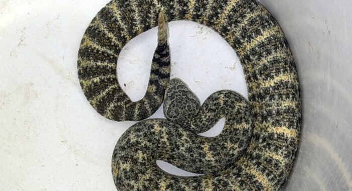 This gorgeous Southwestern Speckled Rattlesnake was returned to the rocky hillside behind its South Phoenix neighborhood.