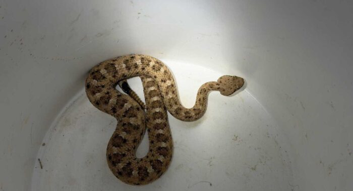 A Sidewinder Finds Some Patio Shade