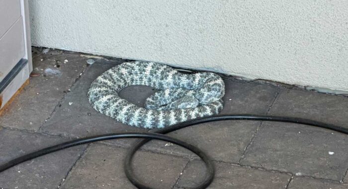 A Southwestern Speckled Rattlesnake Escaping the Heat