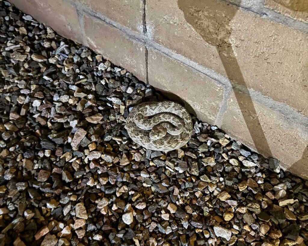 A Very Chill Western Diamondback in Dove Mountain A Very Chill Western Diamondback in Dove Mountain