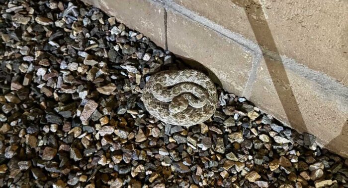 A Very Chill Western Diamondback in Dove Mountain