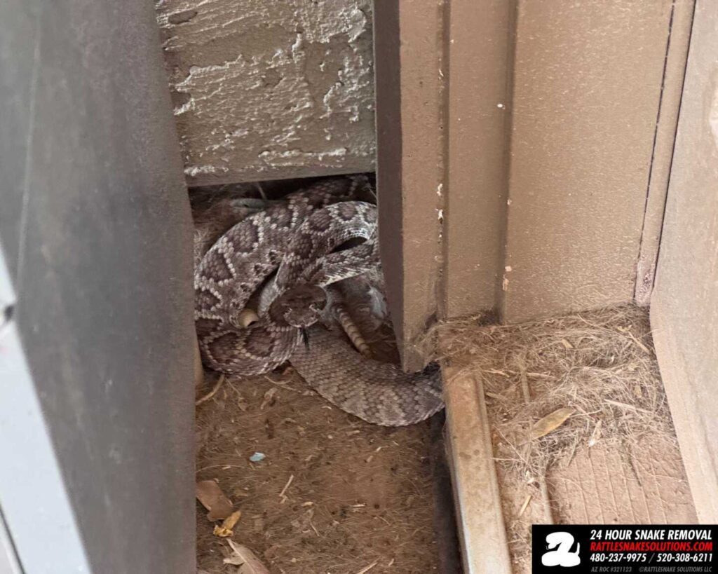 A Mojave Rattlesnake Deep in the Neighborhood