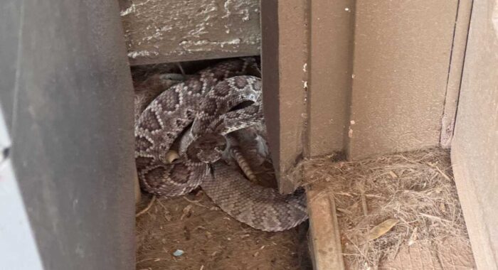 A Mojave Rattlesnake Deep in the Neighborhood