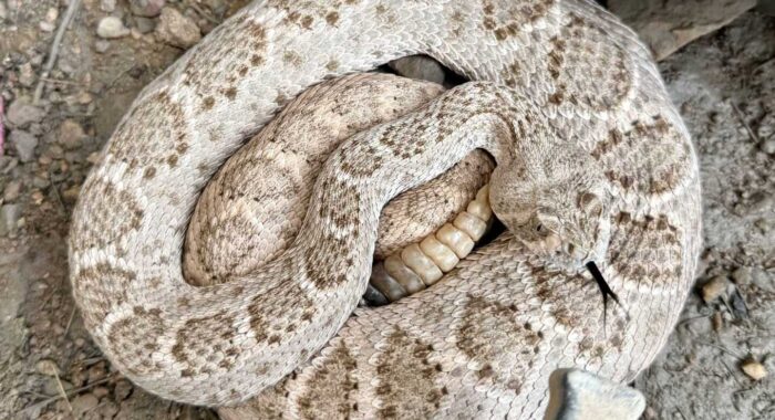 Check the Doormat for Rattlesnakes Before Letting the Dogs Out
