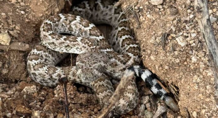 A Tiny Western Diamondback Displaced by Development