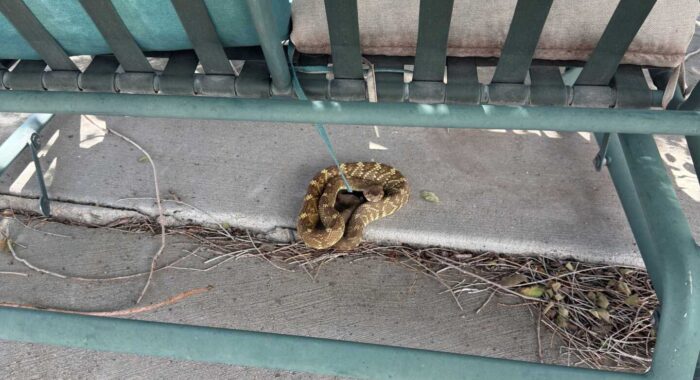 Black-tailed Rattlesnake Finds a Quiet Place to Digest