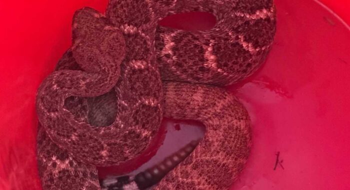 A Familiar Rattlesnake Decides to Stay
