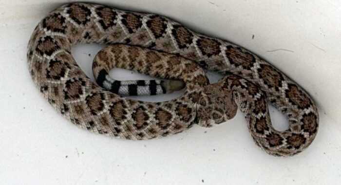 A Tiny Western Diamondback in the Courtyard