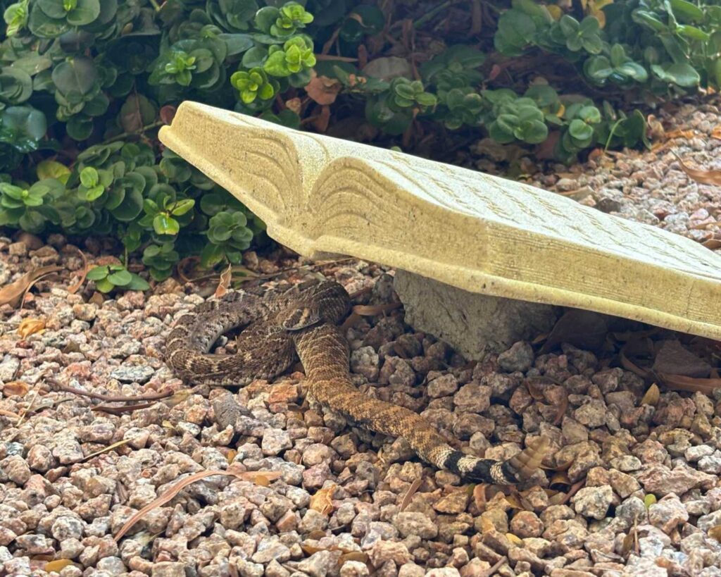 A Western Diamondback Recovering in the Shade A Western Diamondback Recovering in the Shade
