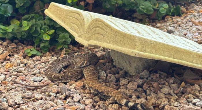 A Western Diamondback Recovering in the Shade