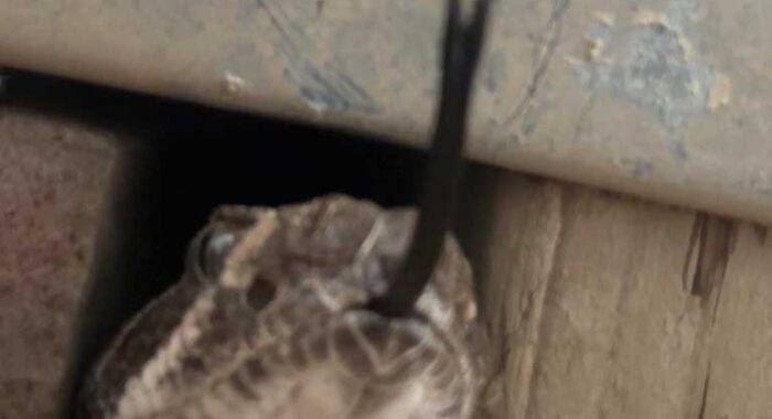Western Diamondback Rattlesnake Was Watching Back