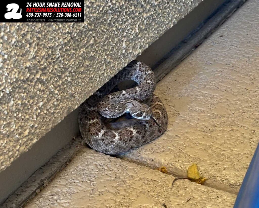 Western Diamondback Rattlesnake Finds a Shady Patio