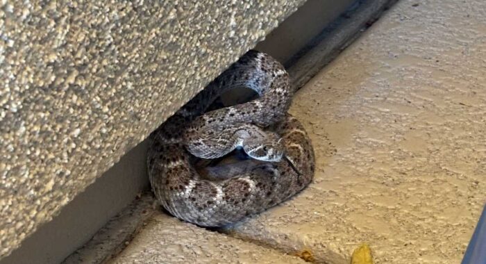 Western Diamondback Rattlesnake Finds a Shady Patio