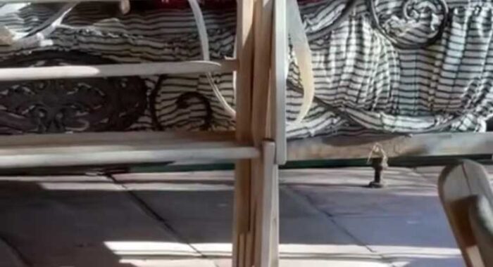 A Western Diamondback Getting a Little Too Comfortable