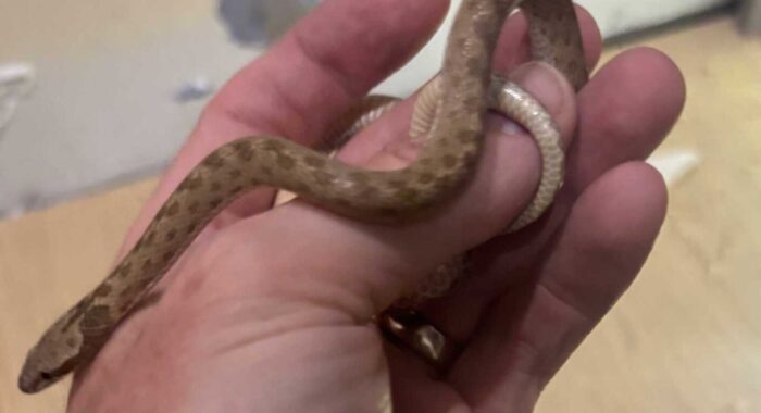 A Little Nightsnake and Some Unplanned Remodeling
