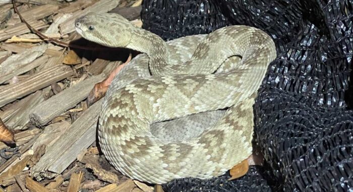 CJ’s First Black-tailed Rattlesnake Relocation