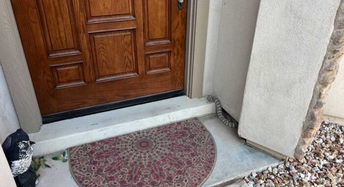Southwestern Speckled Rattlesnake at the Front Door