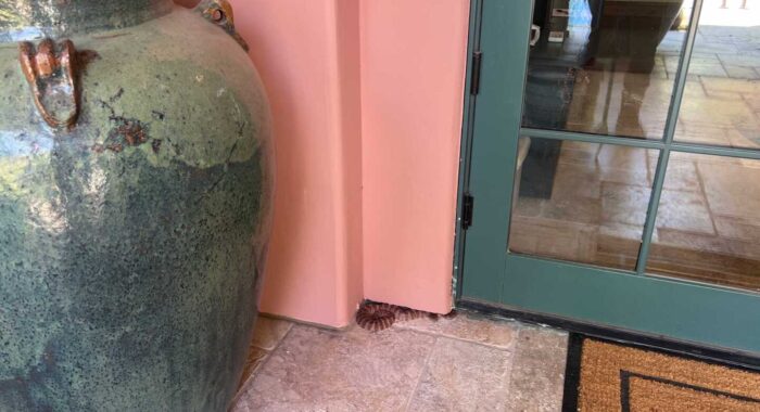 A Little Desert Oasis for Snakes