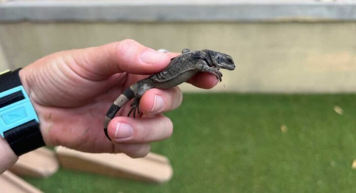 Finding a Baby Rattlesnake on a Preschool Playground