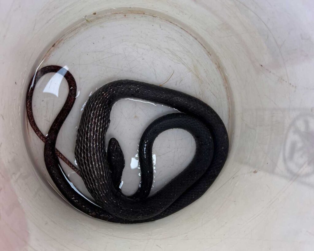 A Black Coachwhip, One Yard Over A Black Coachwhip, One Yard Over