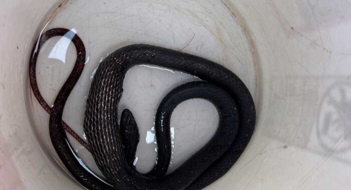 A Black Coachwhip, One Yard Over