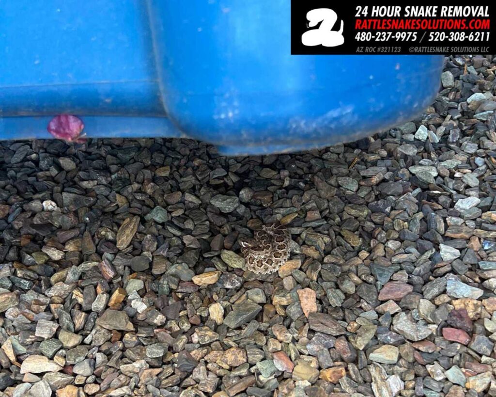 A Baby Mojave Rattlesnake in a Growing Mesa Neighborhood