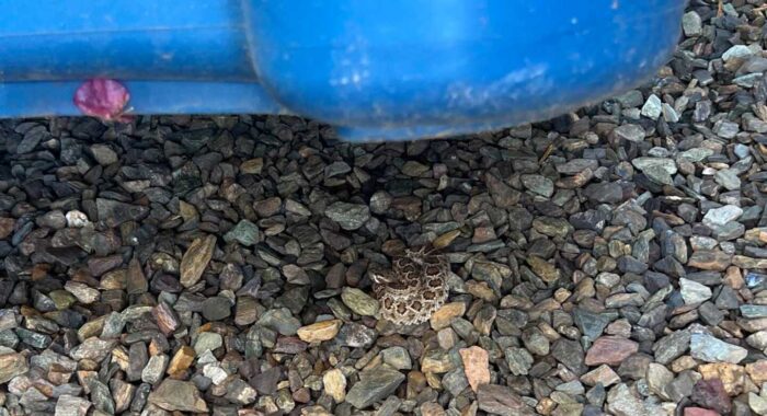 A Baby Mojave Rattlesnake in a Growing Mesa Neighborhood