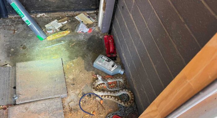 A Sonoran Gophersnake Comes With the House