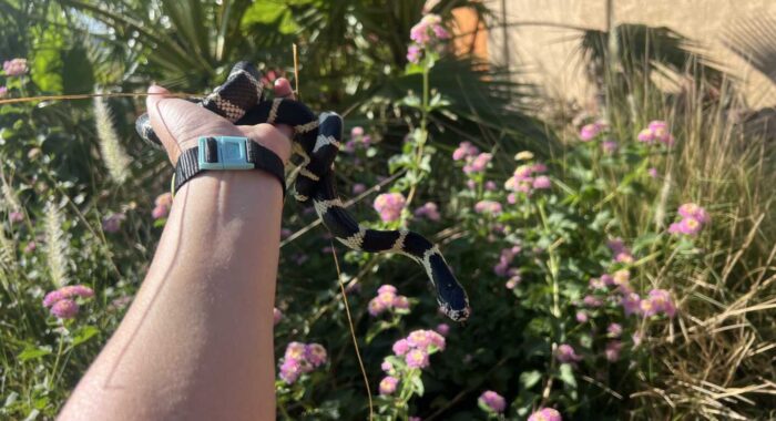Looking for a Rattlesnake, Finding a Kingsnake