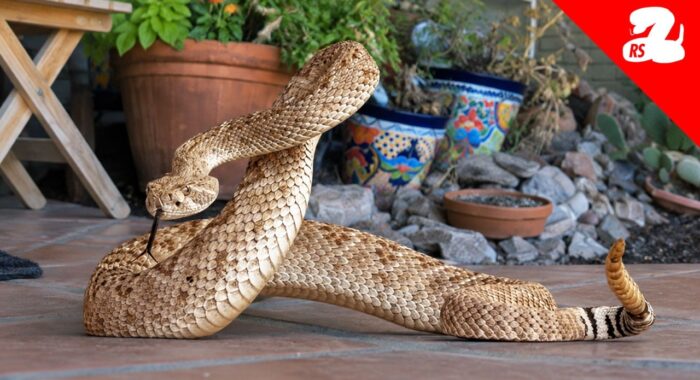 The Landscaping Mistake that Brings Rattlesnakes Closer