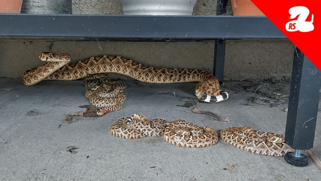 Baby Rattlesnakes are Here and They are Everywhere
