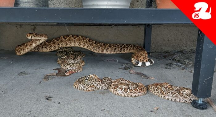 Baby Rattlesnakes are Here and They are Everywhere