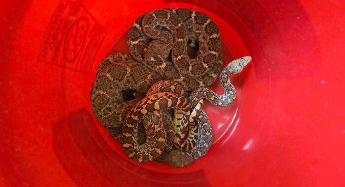 Three Snakes Hiding in One Scottsdale Courtyard